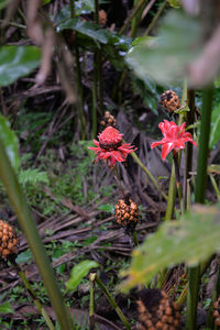 Close-up of flowers