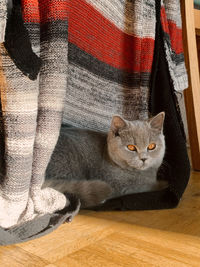 Portrait of cat relaxing at home