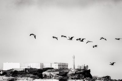 Low angle view of seagulls flying in city against clear sky