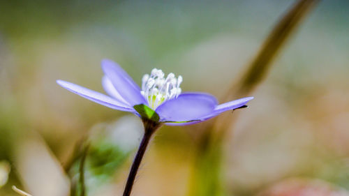 Close-up of purple flowering plant