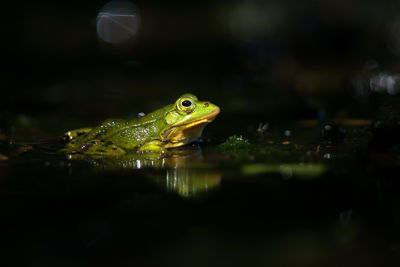 Close-up of turtle swimming in water