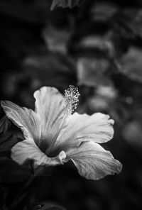 Close-up of wilted flower plant