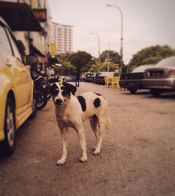 View of dog standing on road