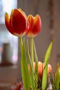 Close-up of red tulip