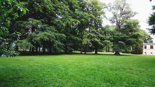 Trees in park