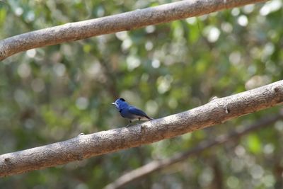 Close-up of bird perching on branch