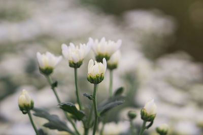 Close-up of white flowering plant