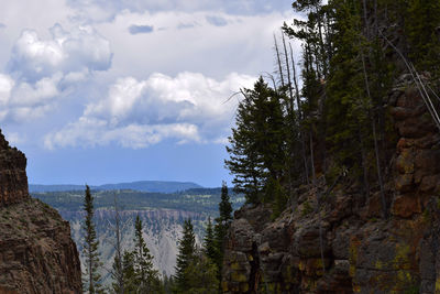 Scenic view of forest against sky