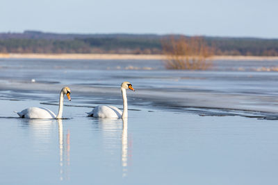 Birds on lake against sky during sunset