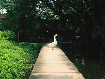 Bird perching on lake against trees