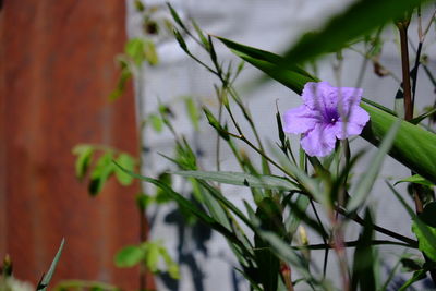 Close-up of purple flowering plant