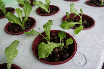 High angle view of salad in plate