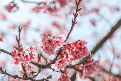 Close-up of cherry blossom