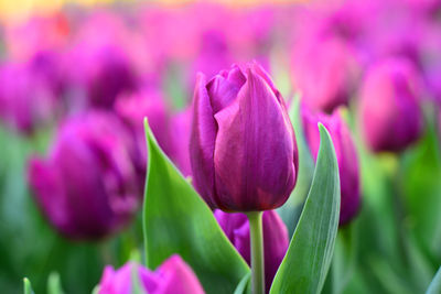 Close-up of pink tulips