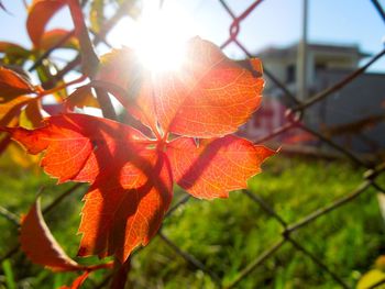 Close-up of plant against blurred background