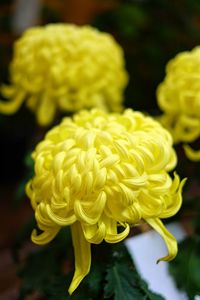 Close-up of yellow flowers