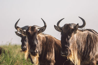 Gnu antelopes grazing on field