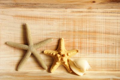 starfish