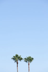 Low angle view of palm tree against clear blue sky