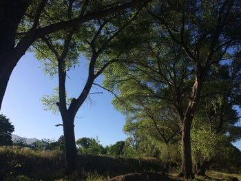 Low angle view of trees on field against sky