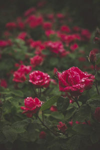 Close-up of pink rose blooming outdoors