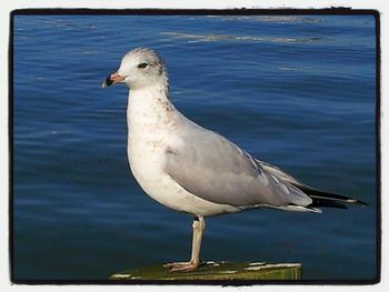 Bird flying over water