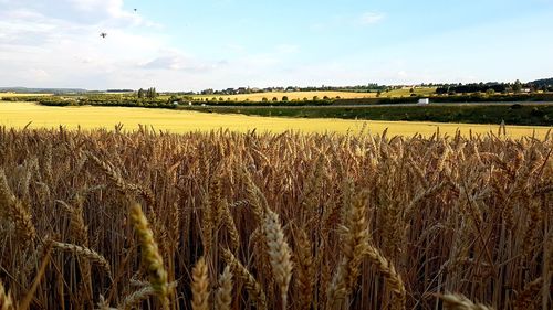 Scenic view of wheat field against sky