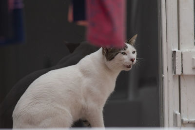 Close-up of a cat looking away