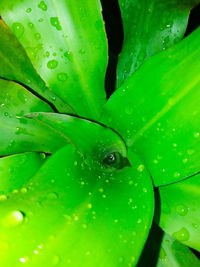 Close-up of wet leaves