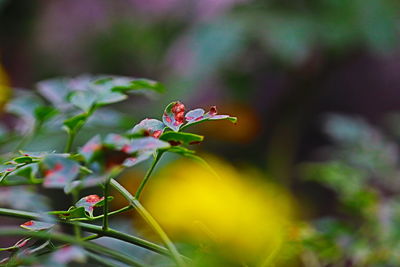 Close-up of red flowering plant