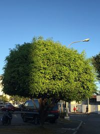 View of trees against clear blue sky