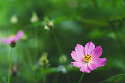 Close-up of pink cosmos flower
