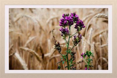 Close-up of purple flowering plant