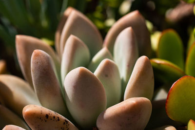 Close-up of succulent plant