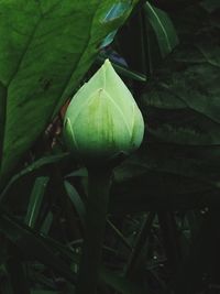 Close-up of flower growing on plant
