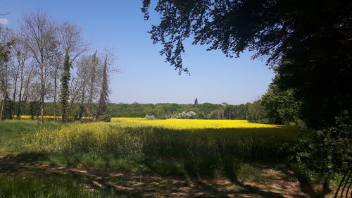 Scenic view of field against clear sky