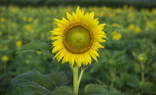 Close-up of sunflower blooming on field