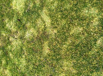 Full frame shot of grassy field