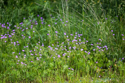 Close-up of flowers blooming on field