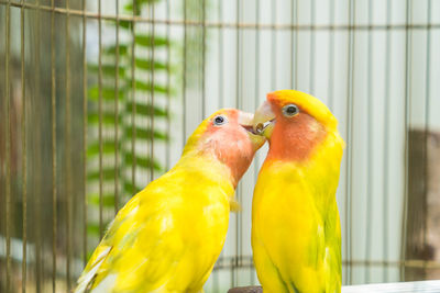 Close-up of parrot in cage