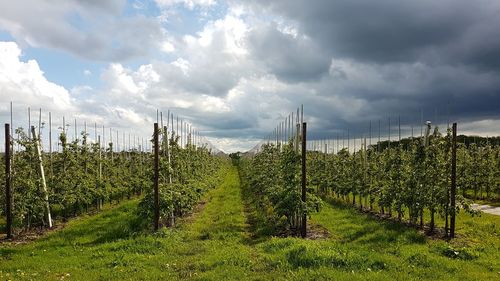 Panoramic shot of trees on field against sky