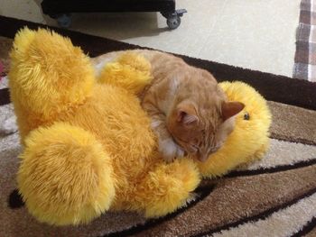 High angle view of dog relaxing at home