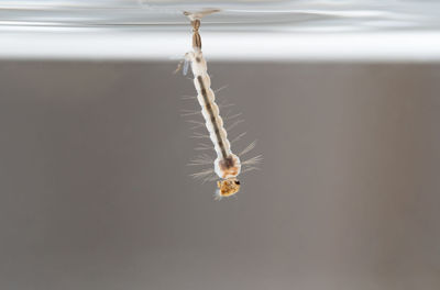 Close-up of bird flying