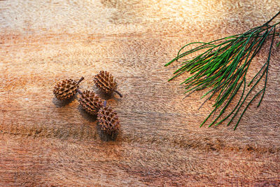 High angle view of pine cone on table