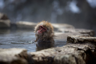 Monkey looking away