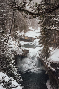 Snow covered trees in forest