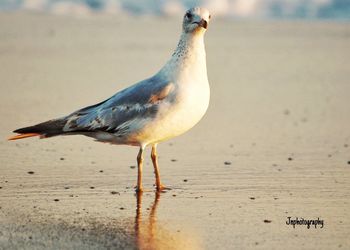 View of birds on shore