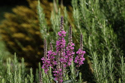 Close-up of pink flowering plant on field