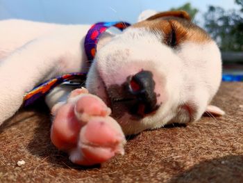 Close-up of a dog