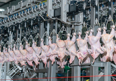 The chicken on the conveyor chain after remove feather in chicken parts process.